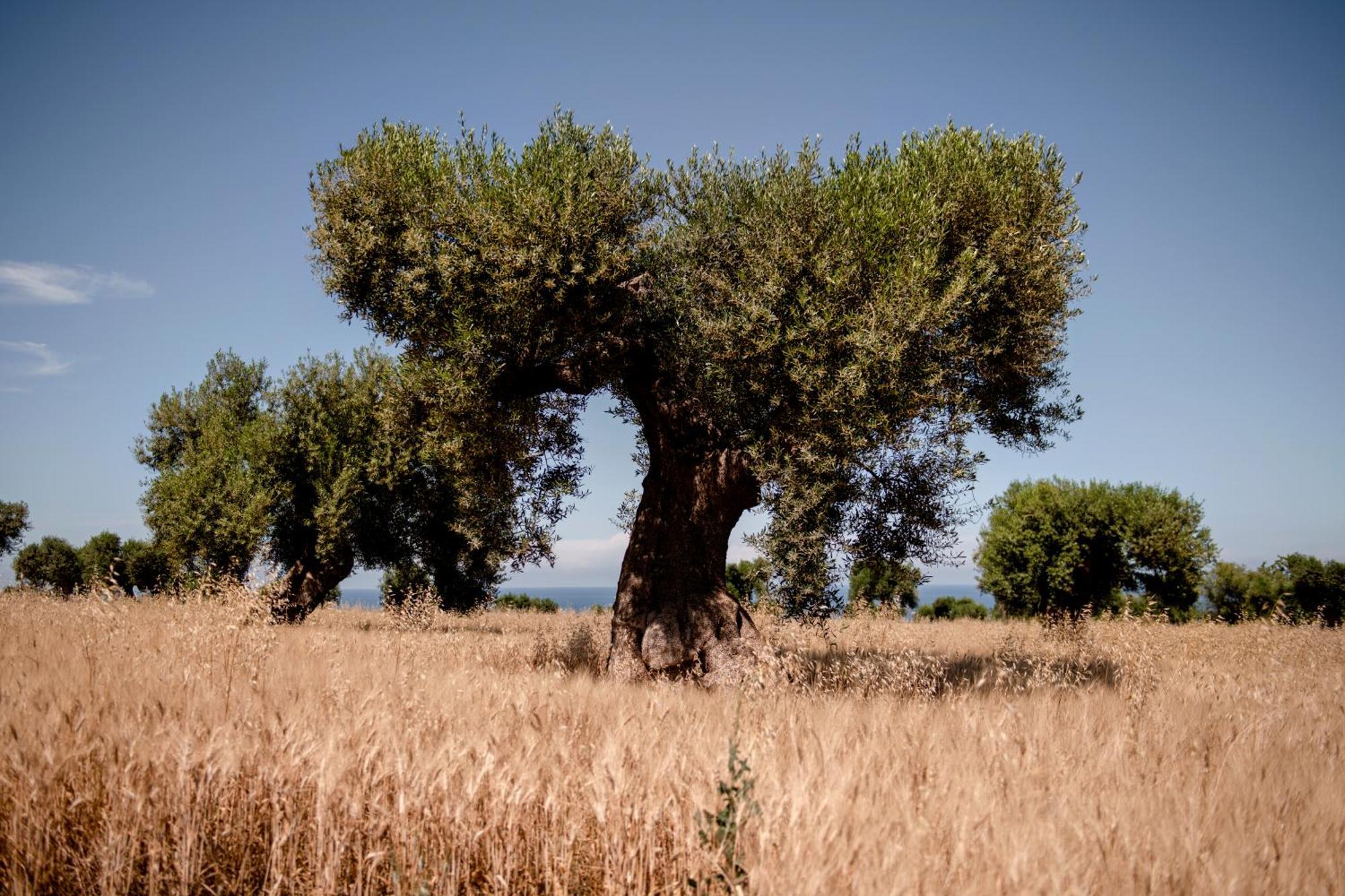 Masseria Auraterrae 滨海波利尼亚诺 外观 照片